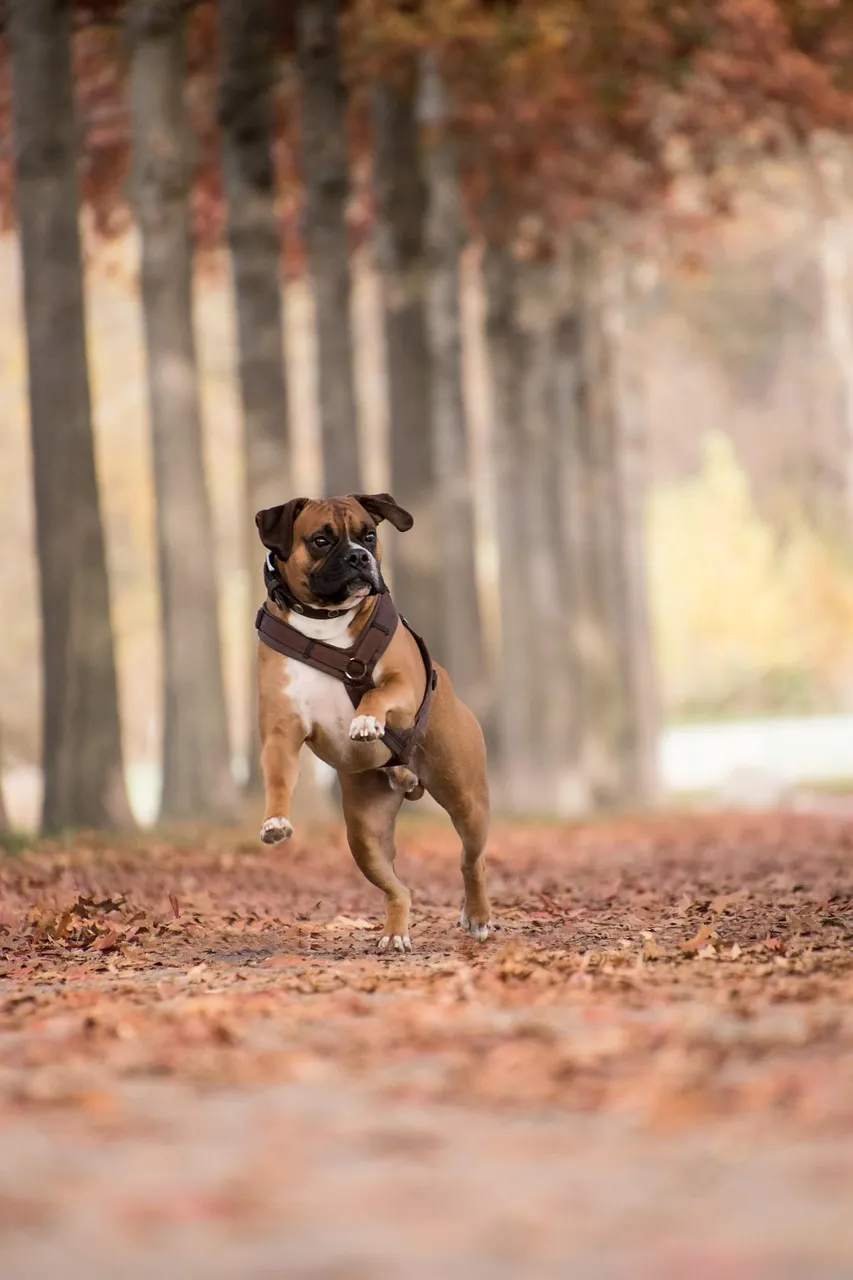 Beste seler for hunder som drar: En kjøpsguide