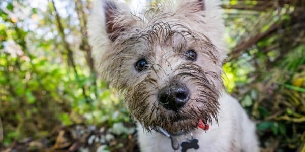 Gleden og risikoene ved sølete eventyr med hunden din