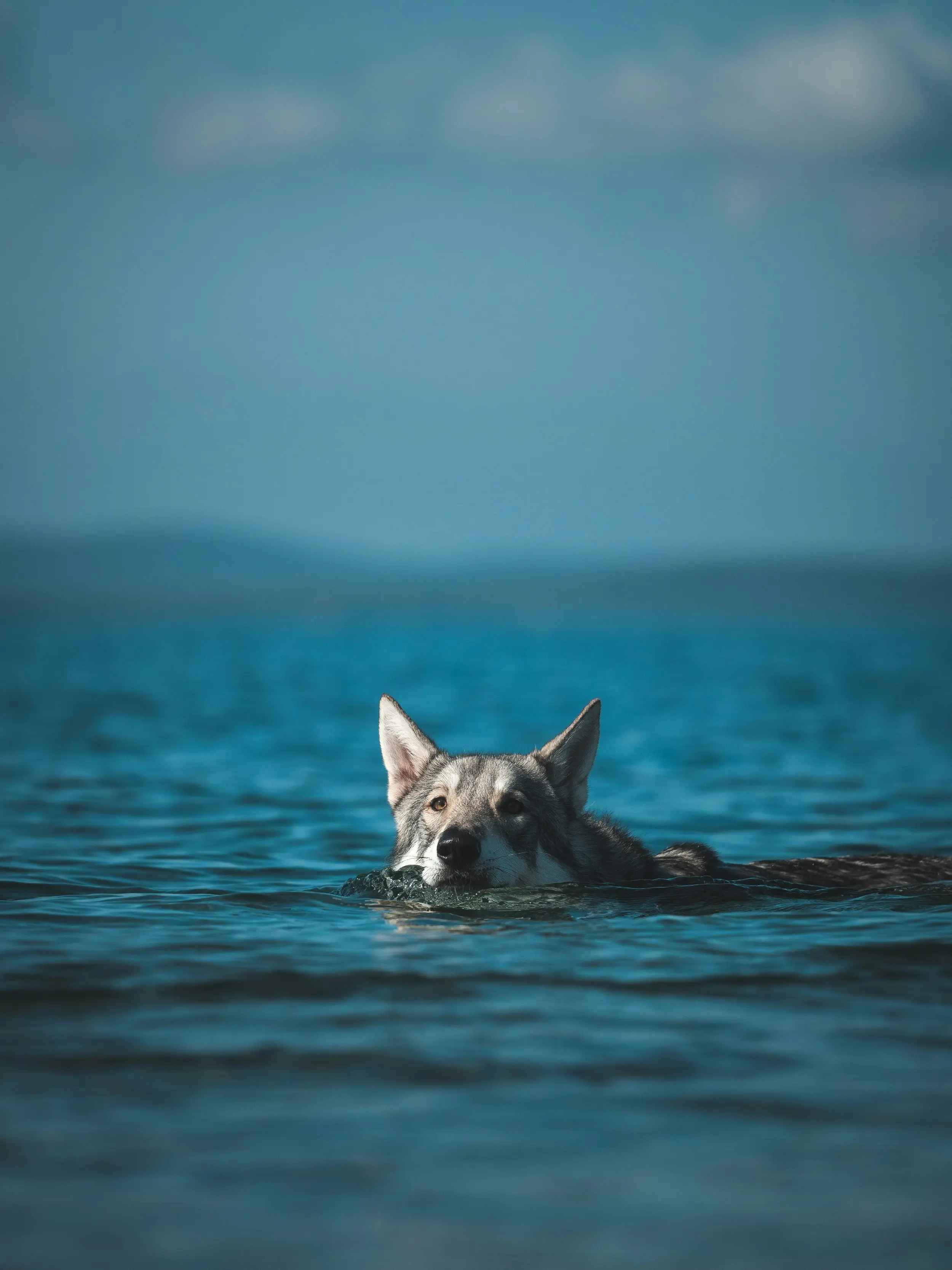 Oldtidens ulver og menneskelige reiser: En overraskende øyfortelling