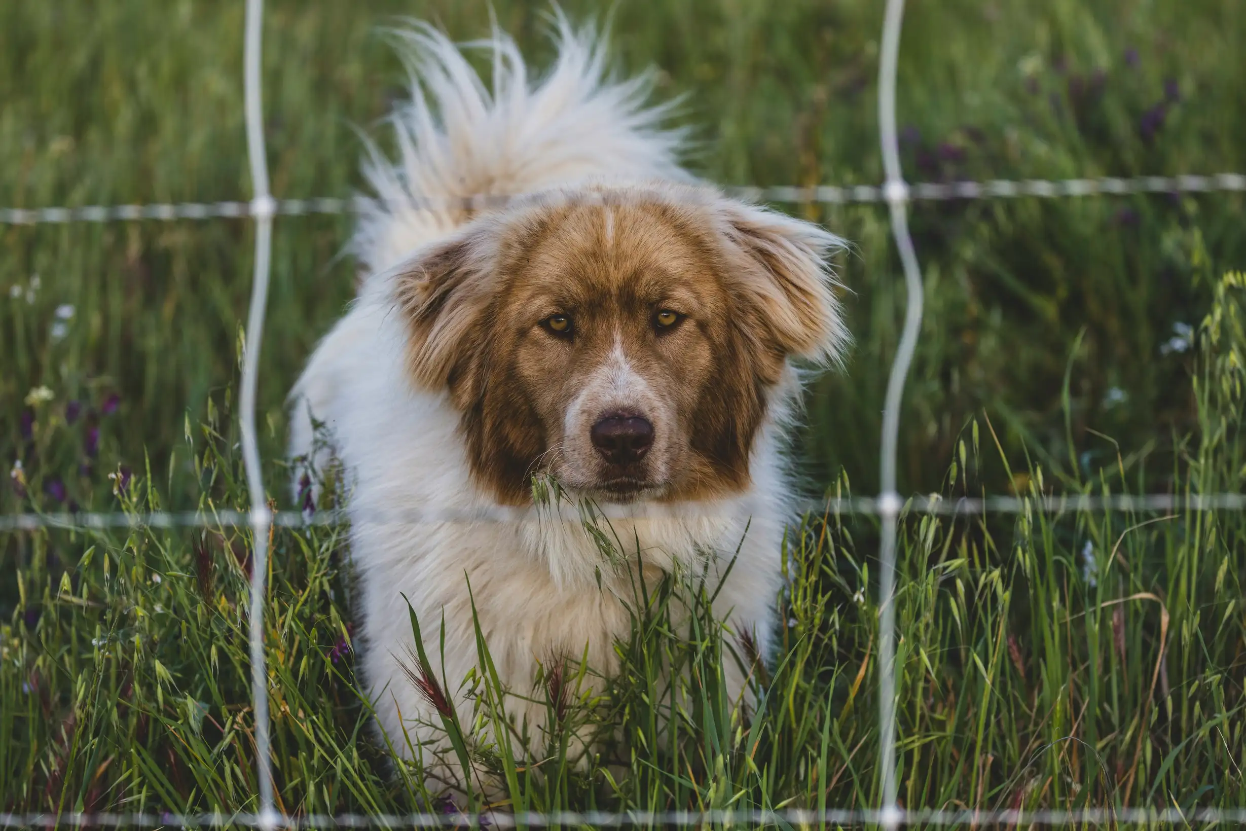 Møt Verdens Mest Dedikerte Vokterhunder