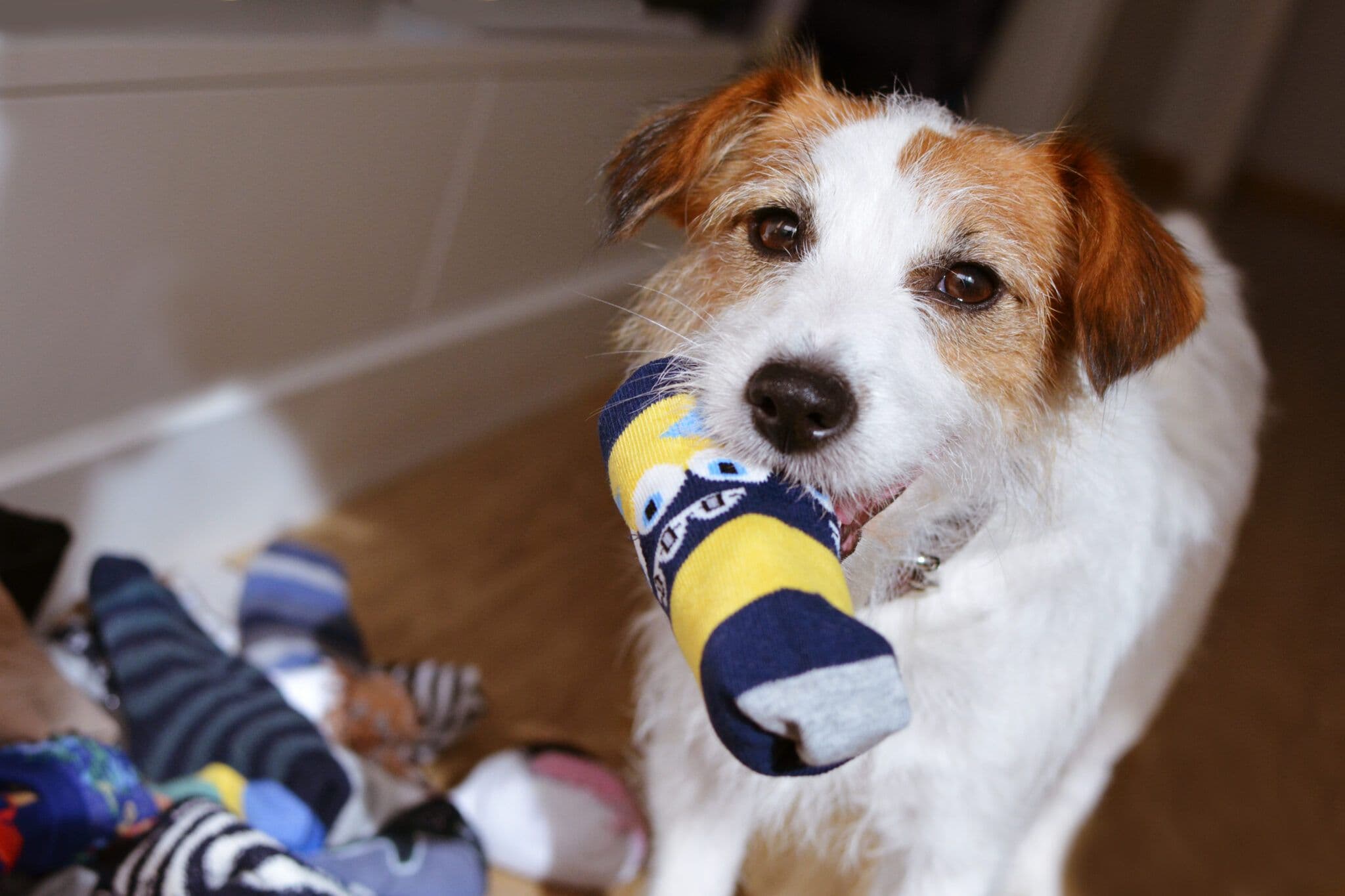 Crafting Joy: Make Your Own Dog Toys at Home