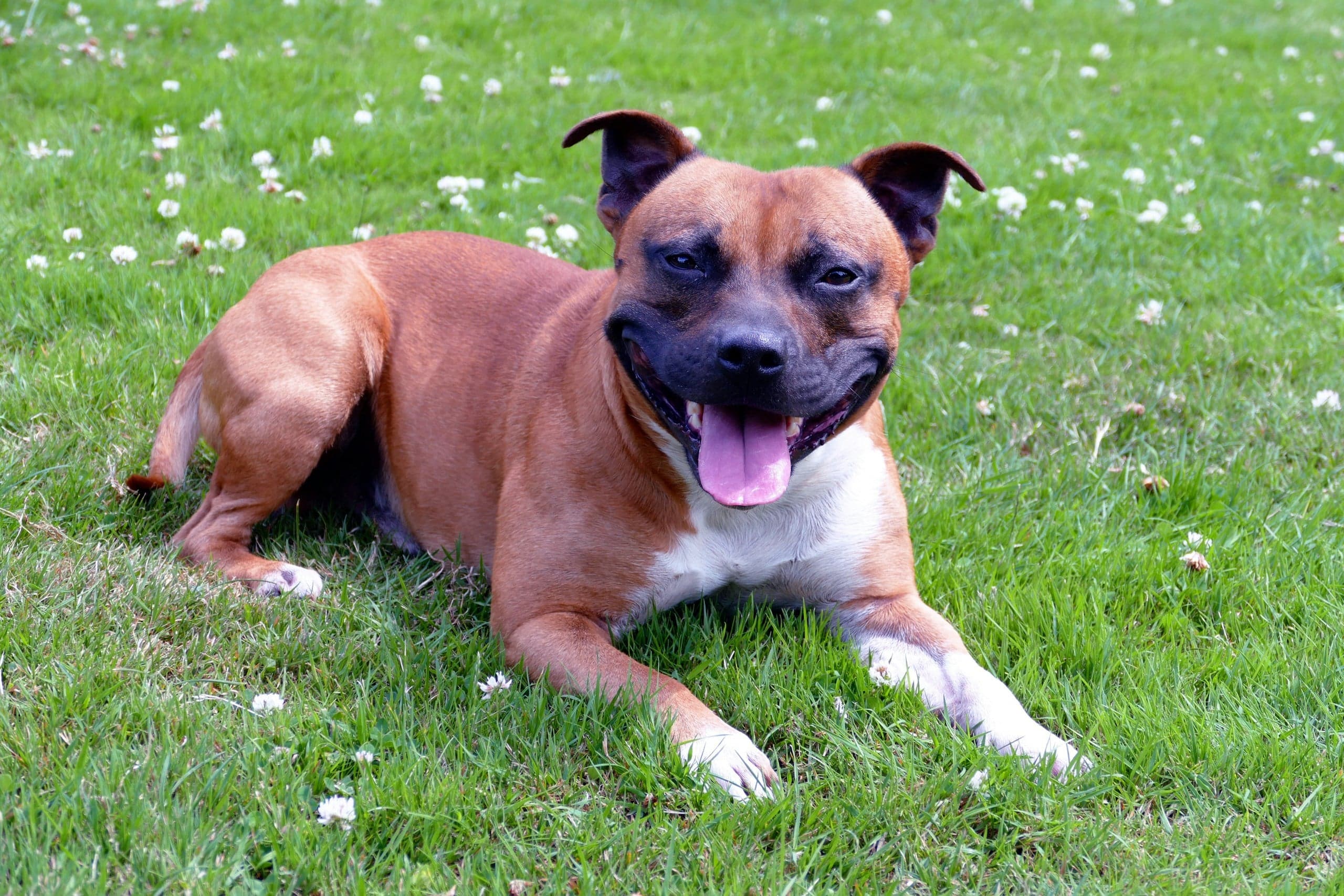 Forstå helse hos Pit Bull: En guide for kjærlige eiere